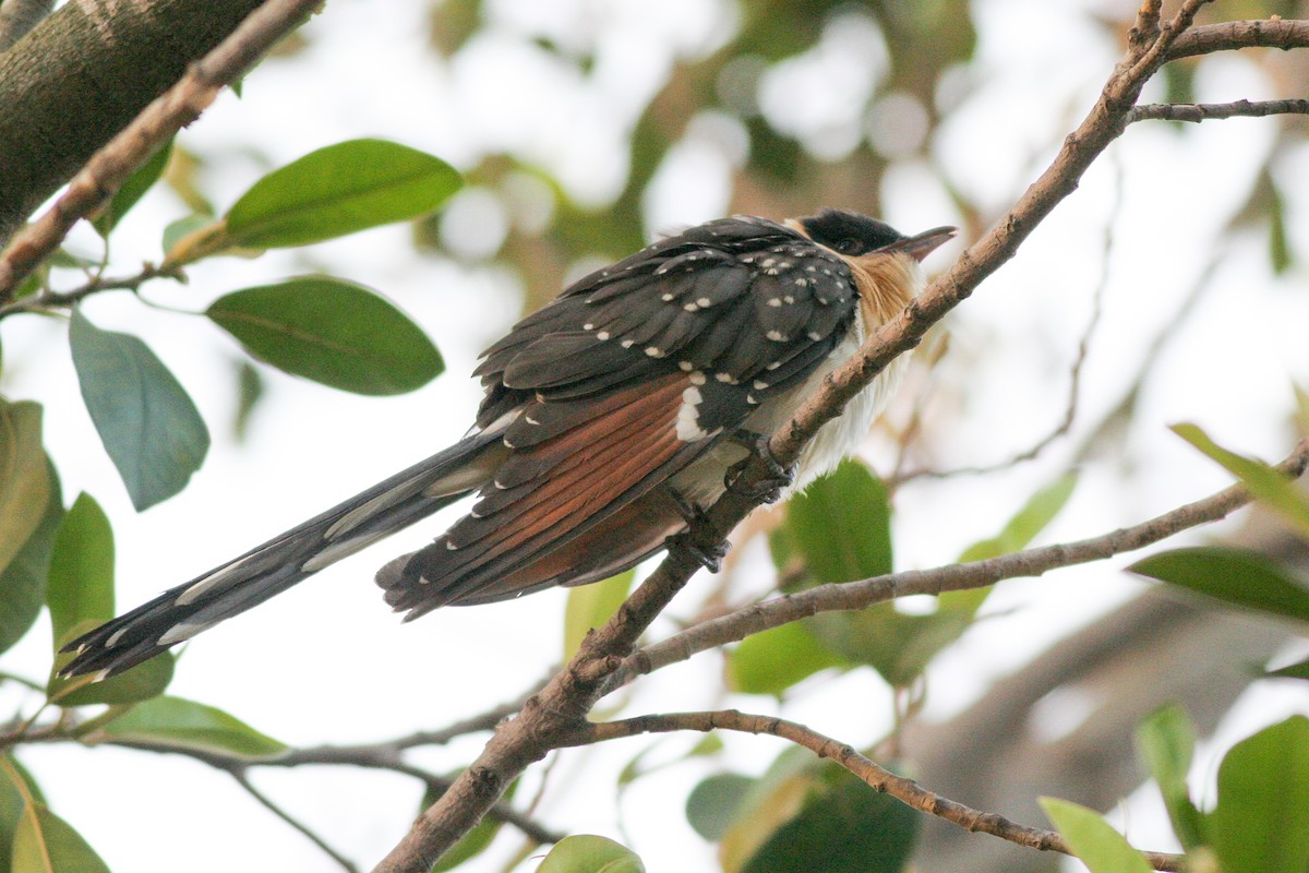Great Spotted Cuckoo - ML290772991