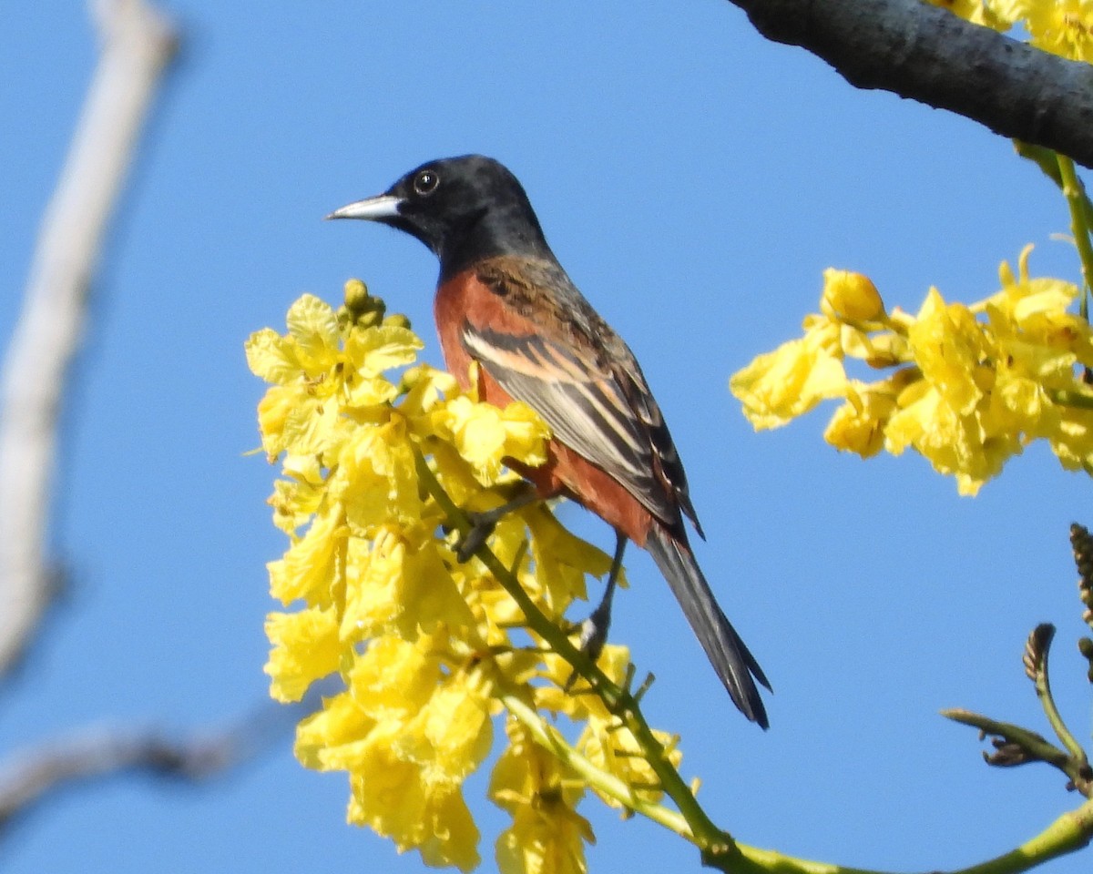 Orchard Oriole - ML290773271