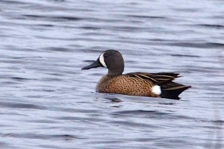 Blue-winged Teal - ML29077621