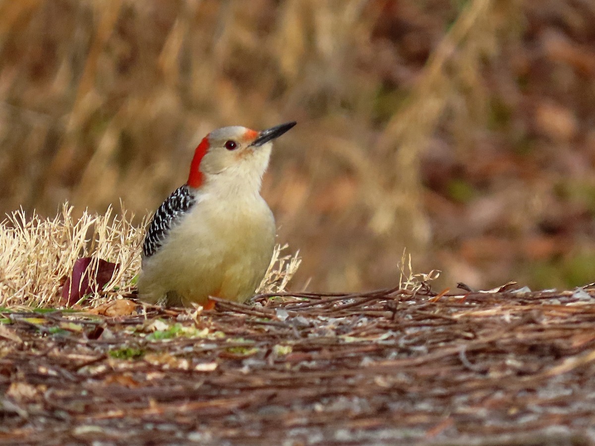 Red-bellied Woodpecker - Phil Lehman