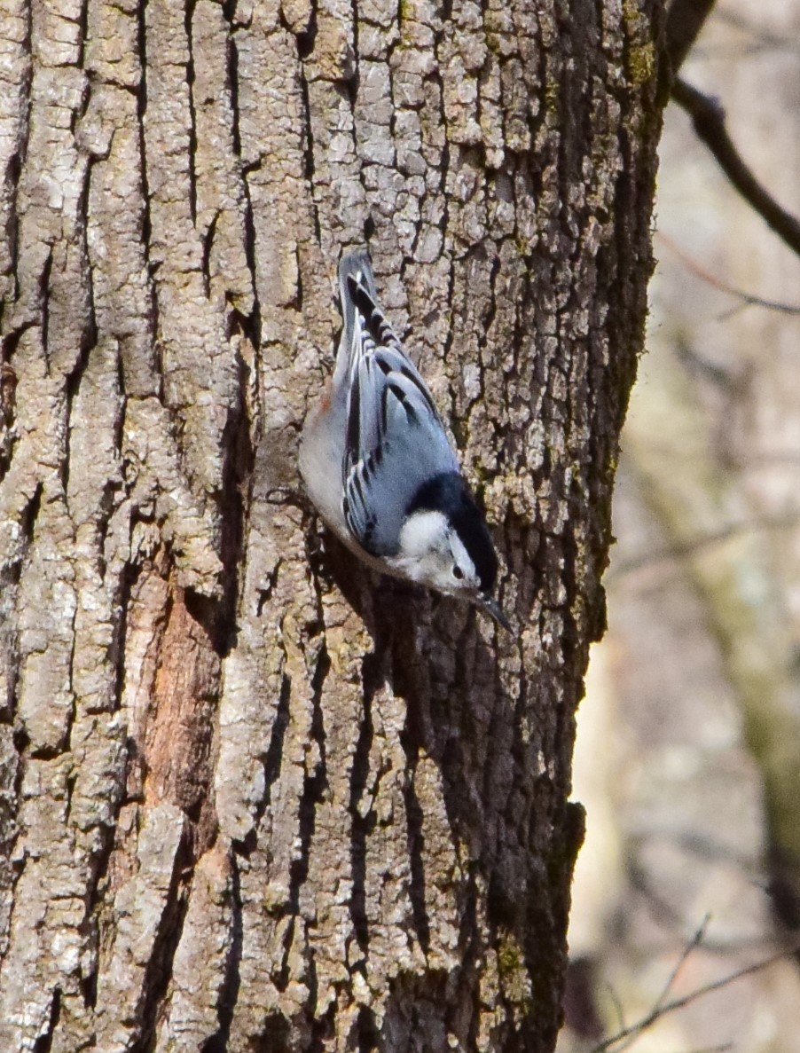 White-breasted Nuthatch - ML290783301