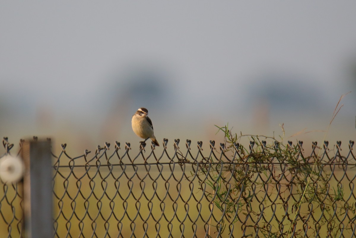 Whinchat - ML290794111