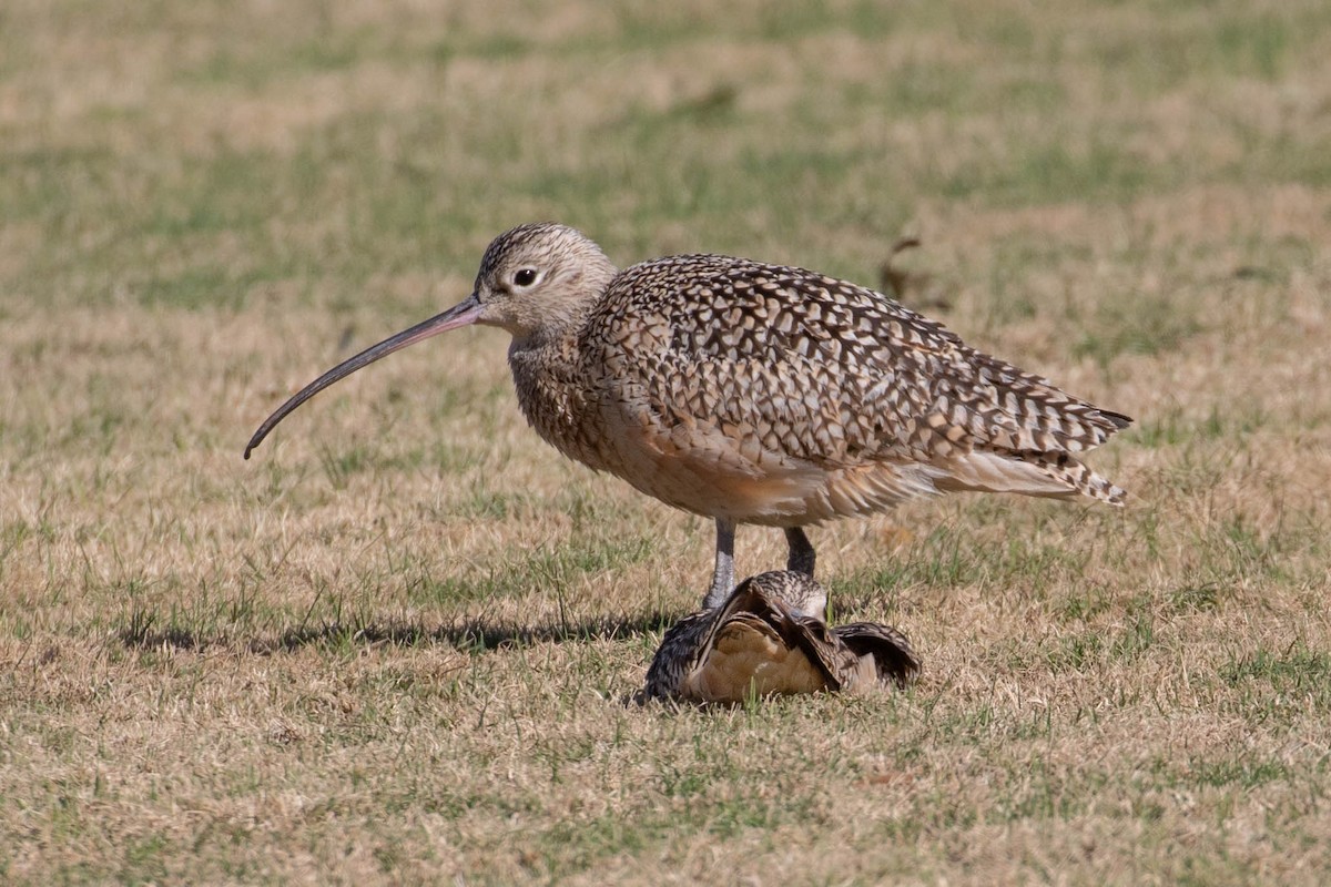 Long-billed Curlew - ML290794411