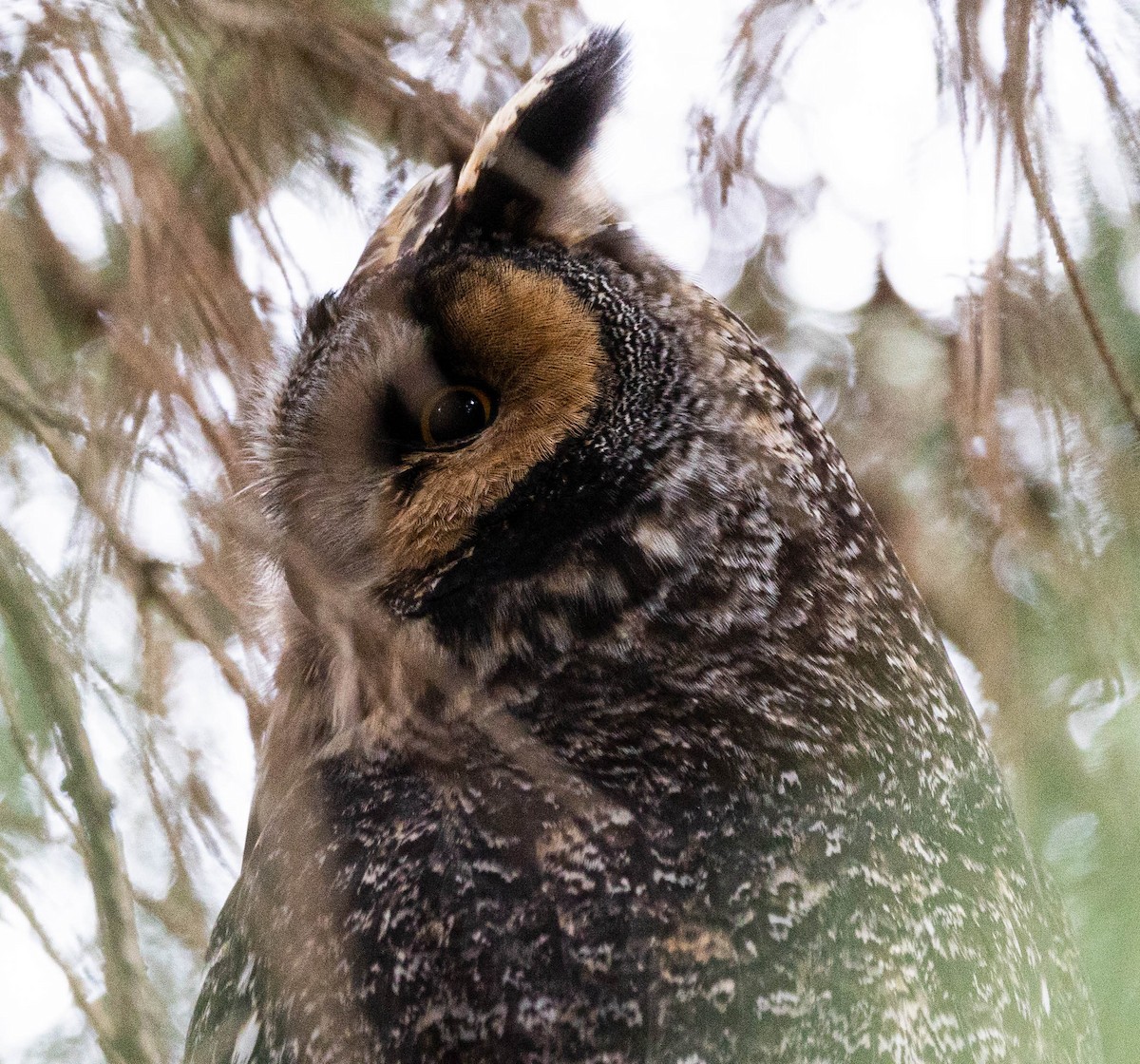 Long-eared Owl - Robert Bochenek