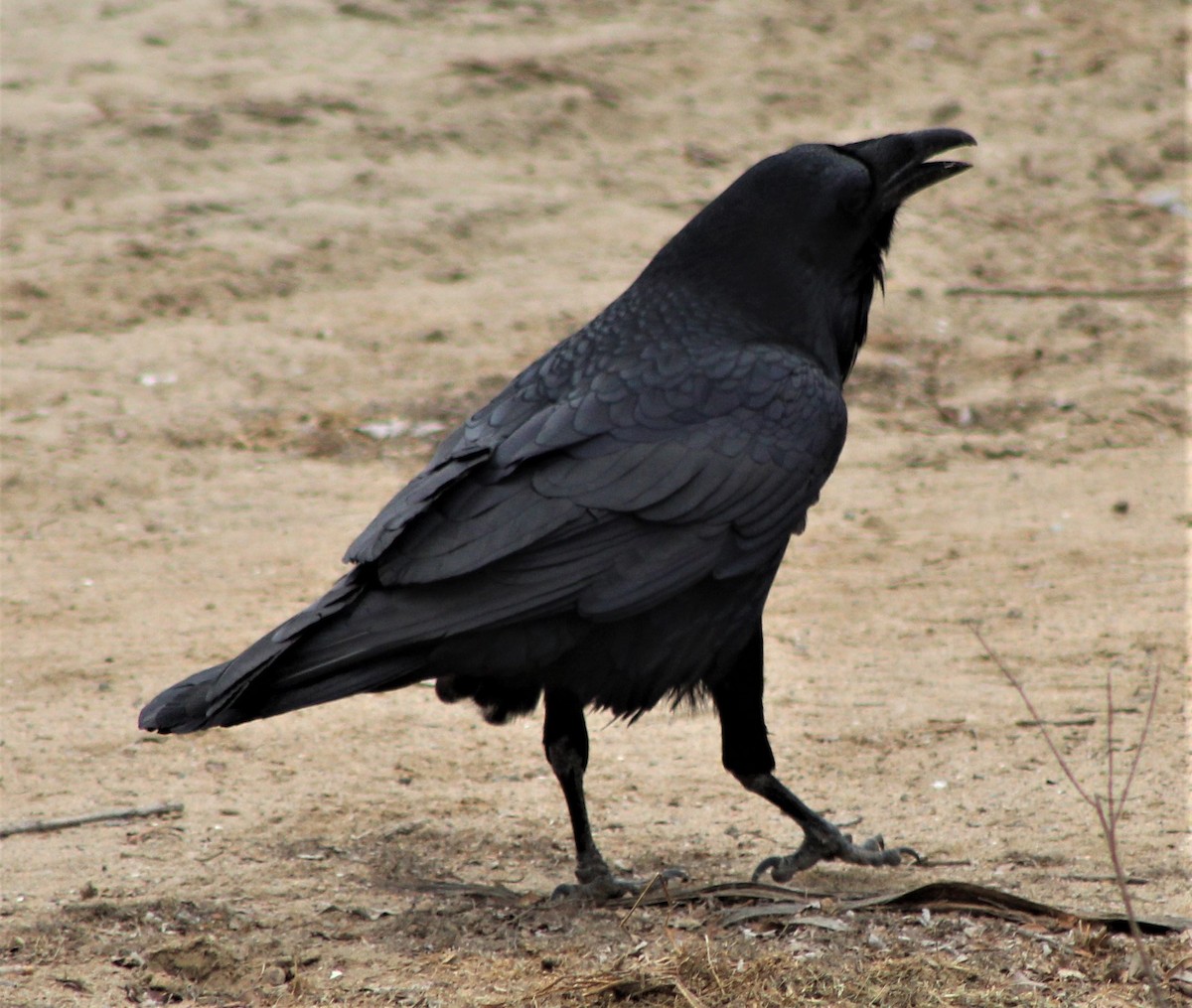 Common Raven - Richard Breisch