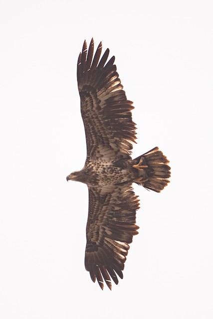 Second basic&nbsp;ventral view (subspecies <em>leucocephalus</em>). - Bald Eagle - 