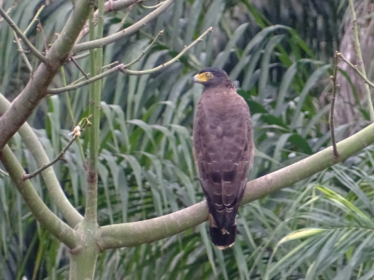 Crested Serpent-Eagle - ML290818291