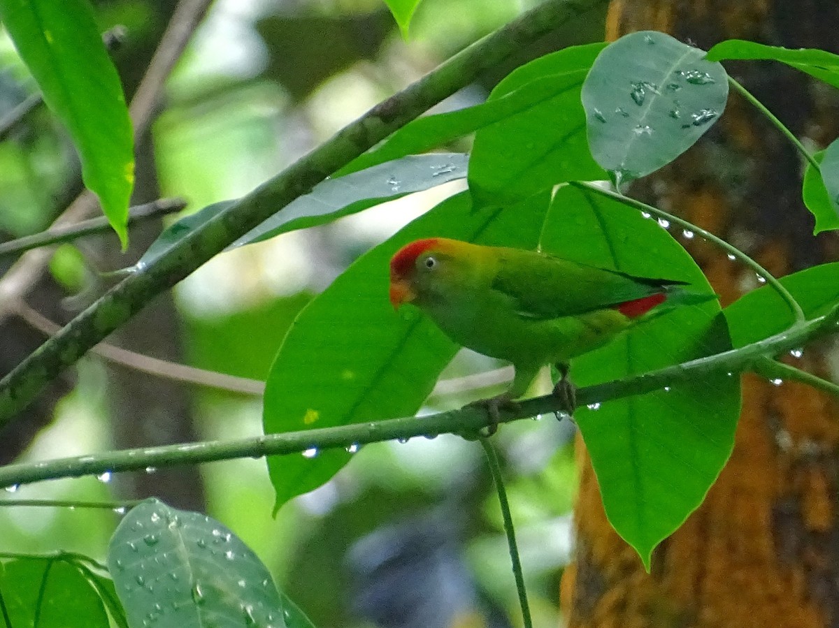 Sri Lanka Hanging-Parrot - Sri Srikumar