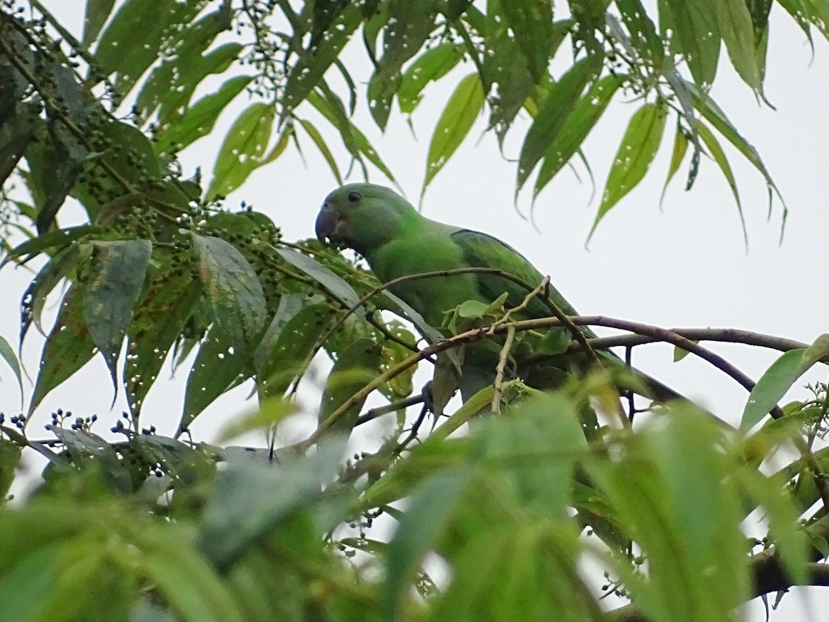Папужець зеленошиїй - ML290818511