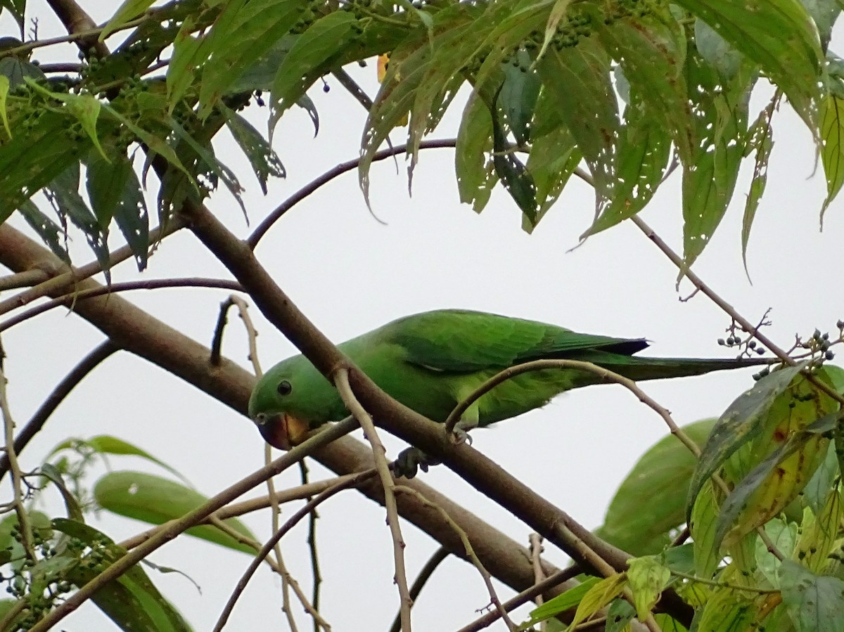 Seylan Yeşil Papağanı - ML290818521