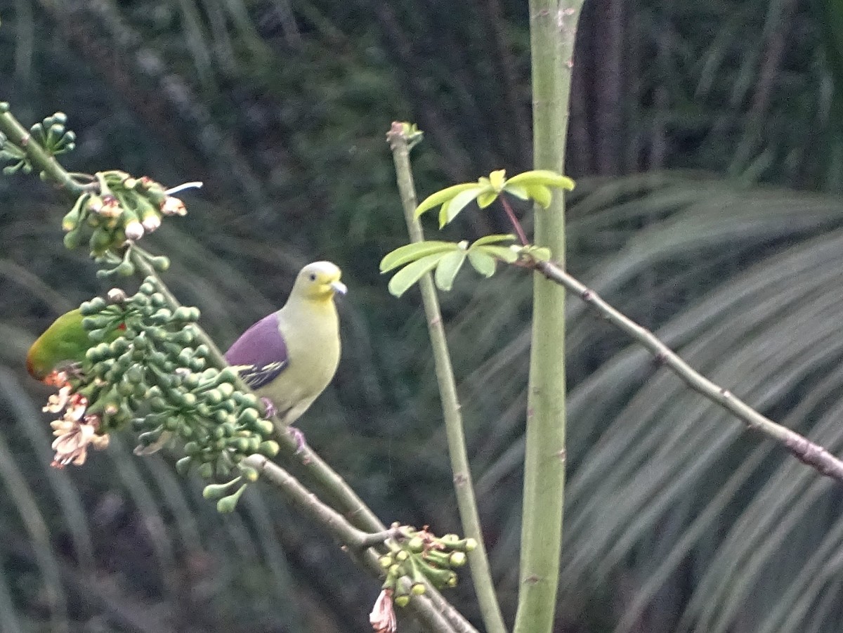 Цейлонский зелёный голубь - ML290818711