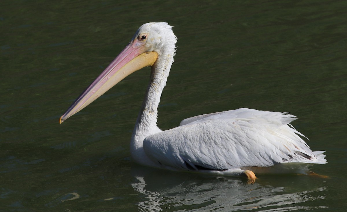 American White Pelican - ML290821541
