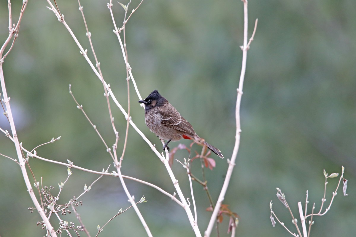 Red-vented Bulbul - Nazes Afroz