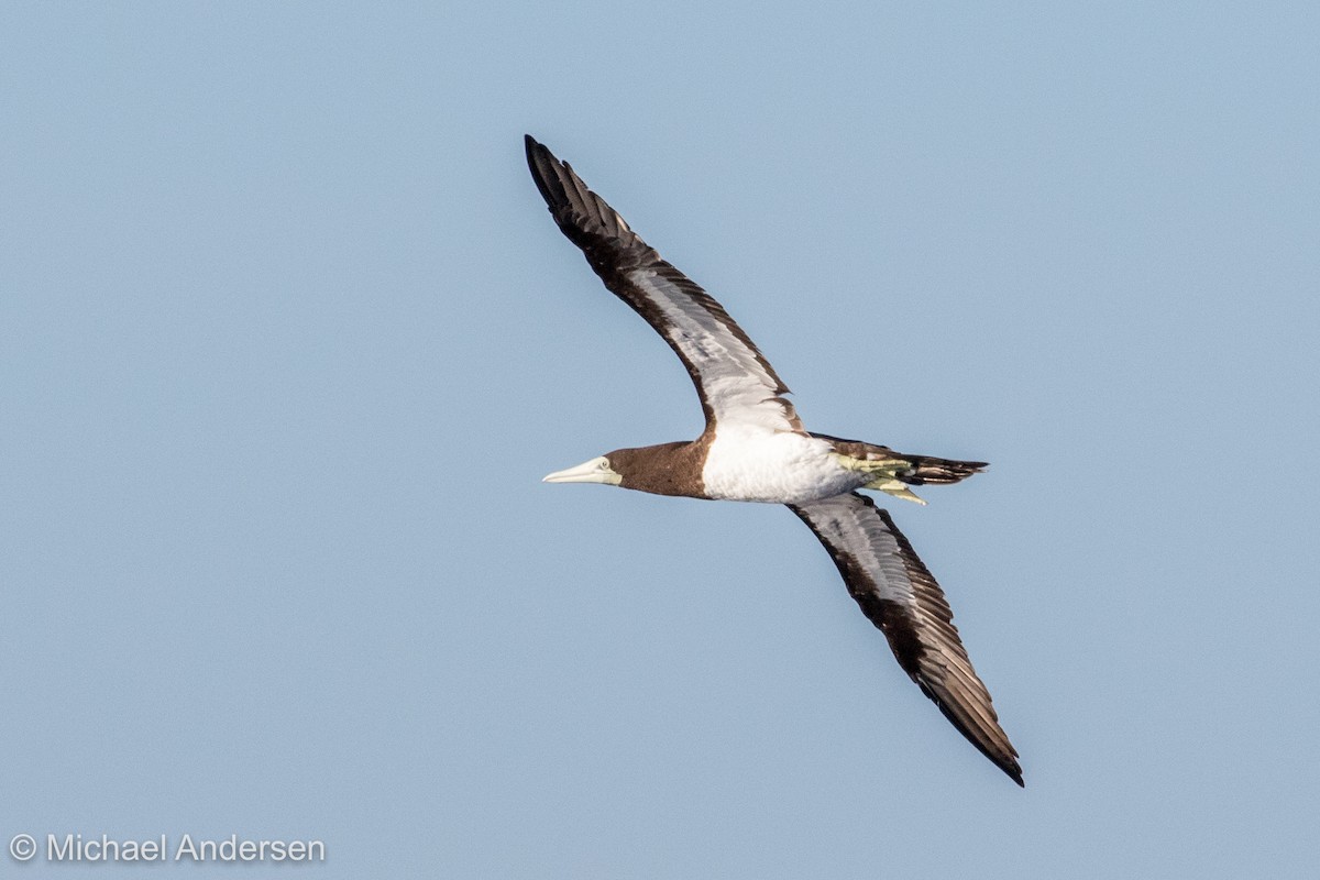 Brown Booby - ML29082701