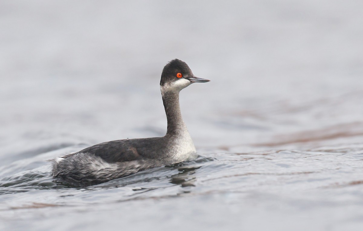 Eared Grebe - Ryan Schain