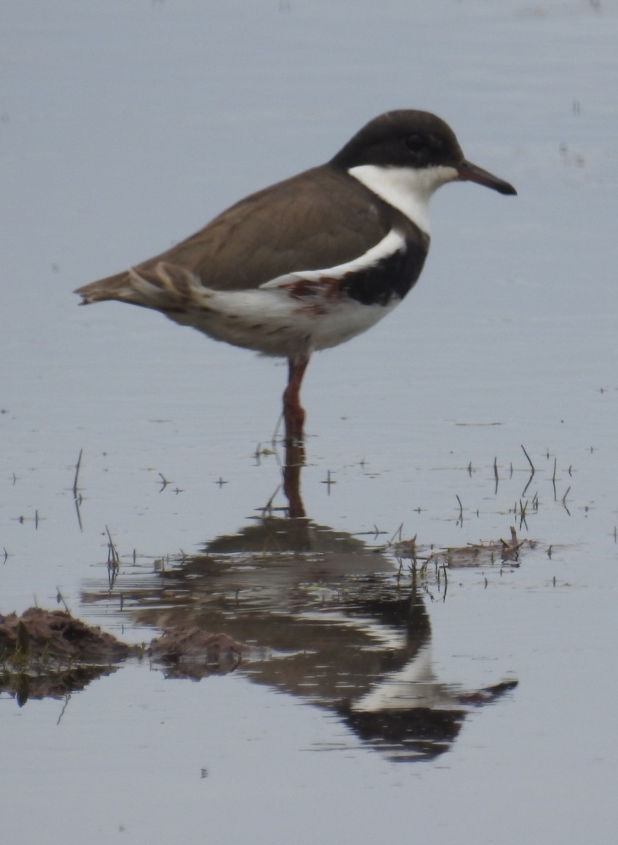 Red-kneed Dotterel - Colin Trainor