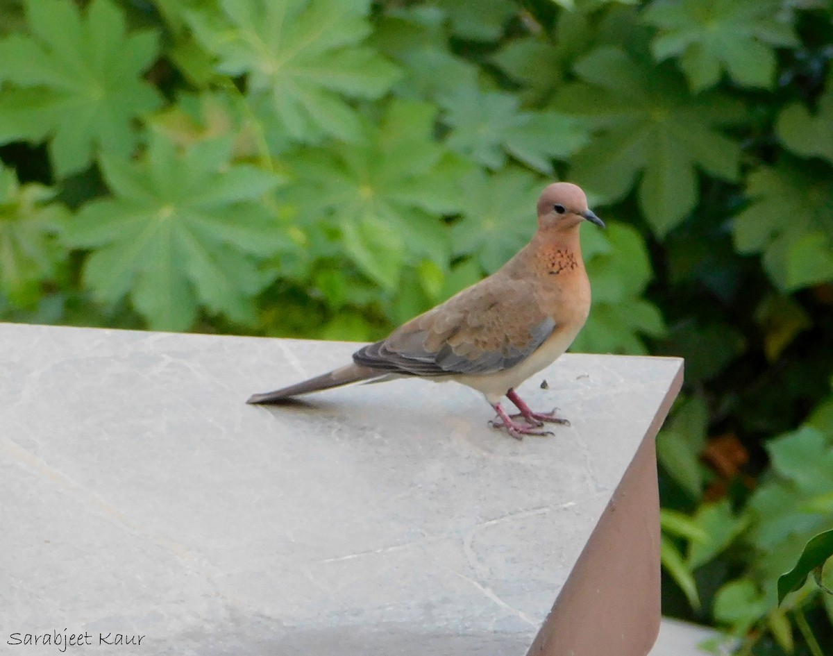 Laughing Dove - ML290838861