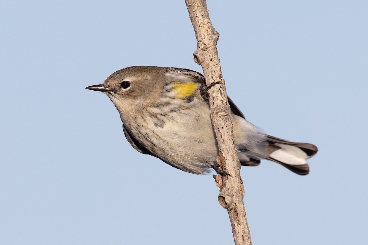 Yellow-rumped Warbler (Myrtle) - Mike Cameron