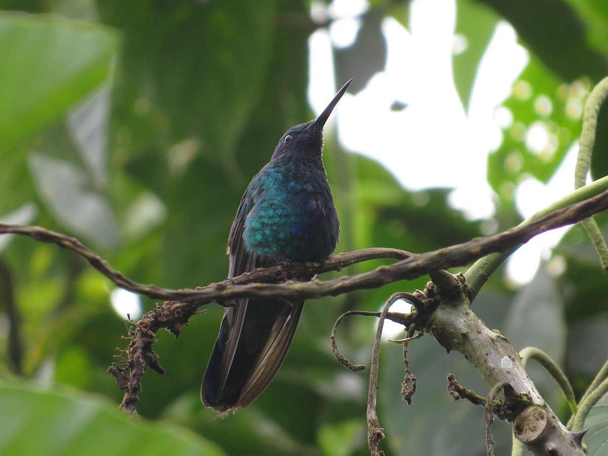 kolibřík modrolící - ML290840841
