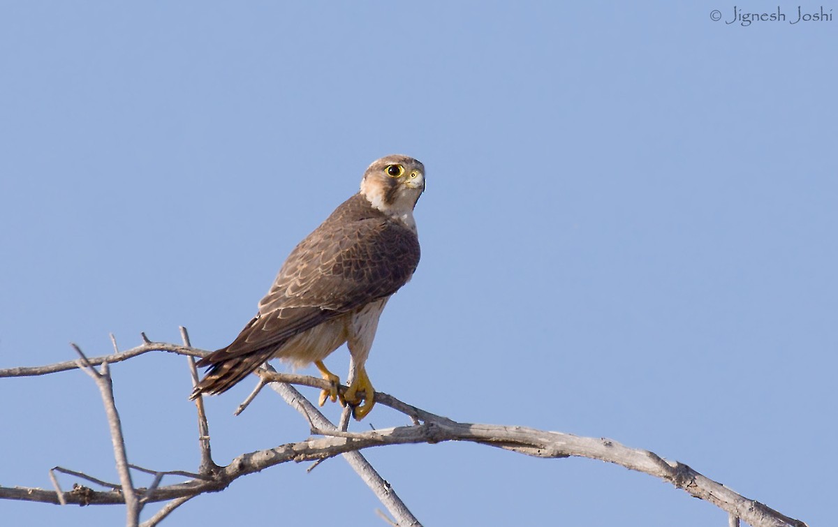 Peregrine Falcon (Barbary) - jignesh joshi