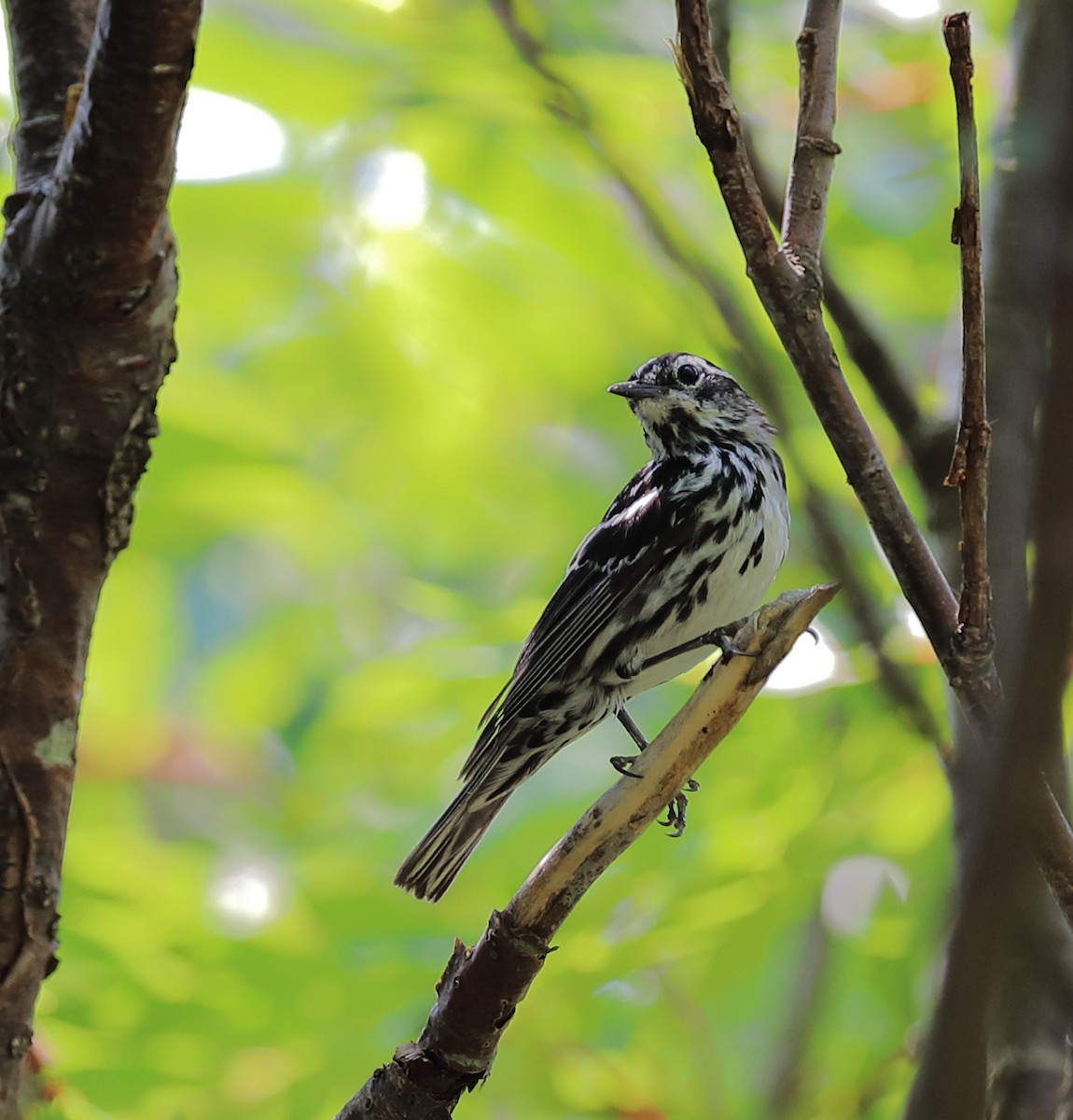 Black-and-white Warbler - ML290852701