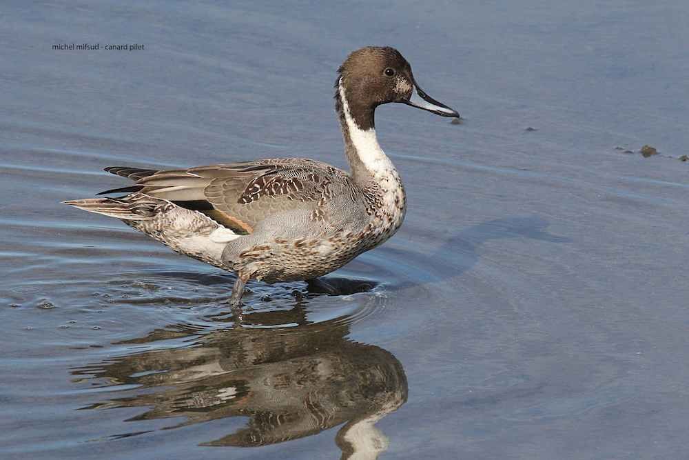 Northern Pintail - Michel Mifsud