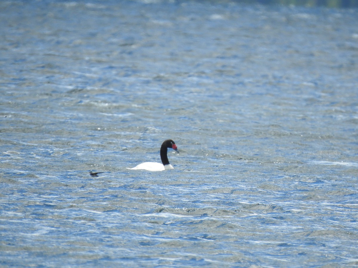 Black-necked Swan - ML290856121