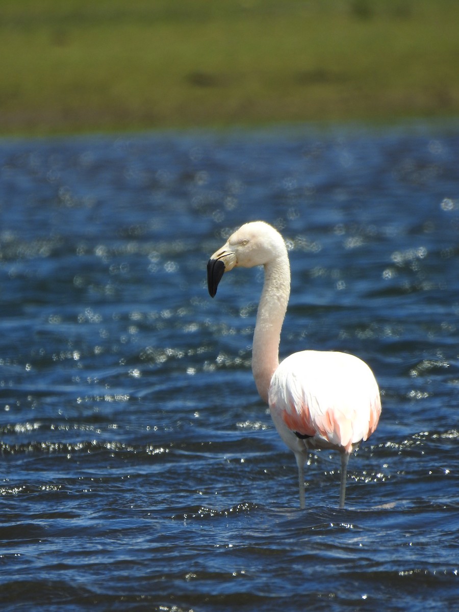 Chilean Flamingo - ML290857141