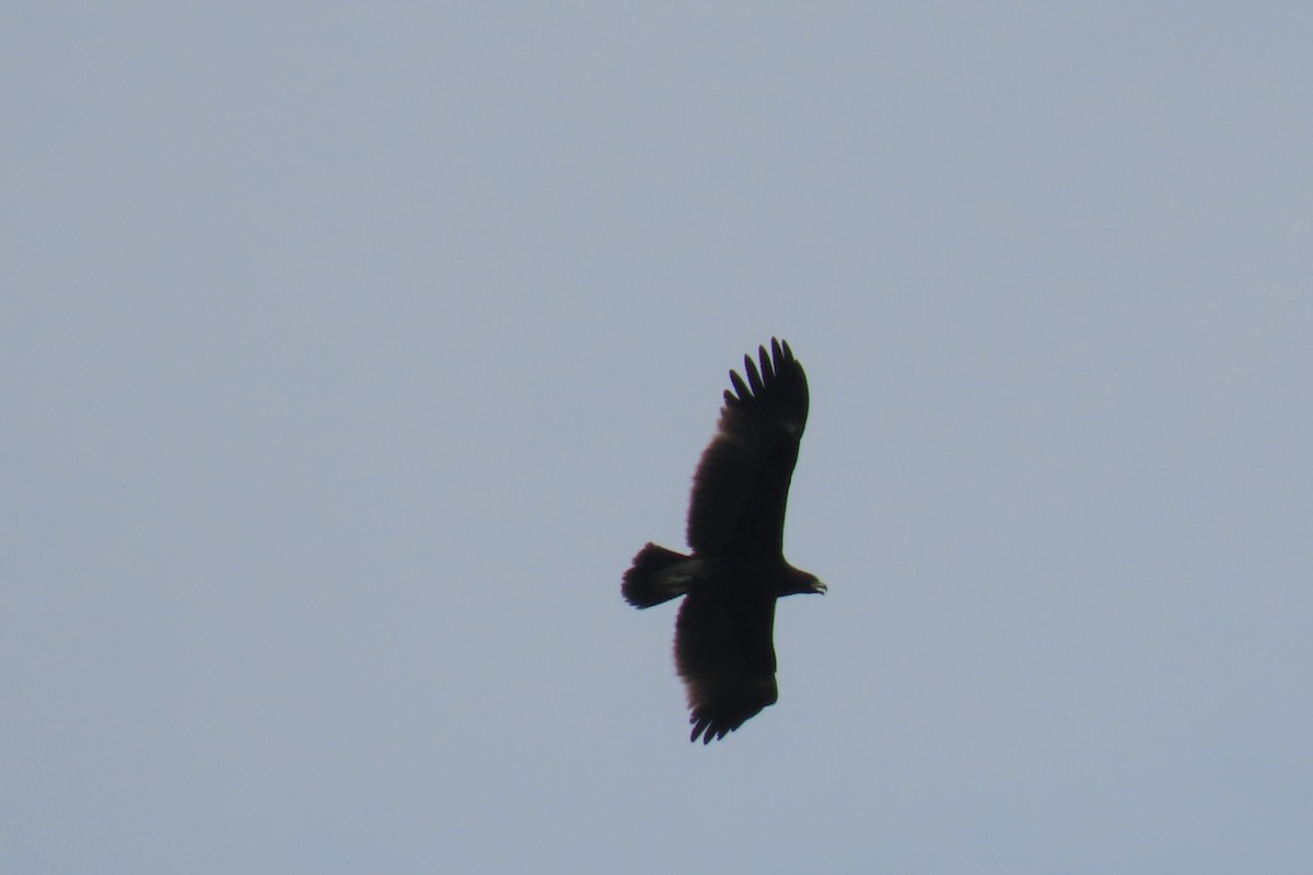 Greater Spotted Eagle - ML290859621