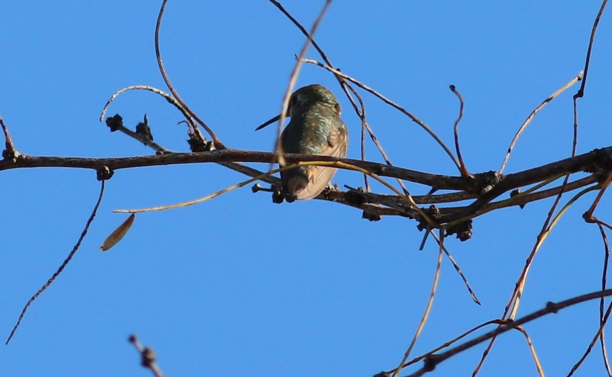 Rufous Hummingbird - Gary Leavens