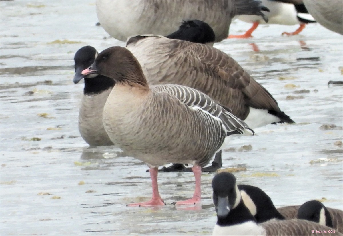 Pink-footed Goose - Jean W. Côté