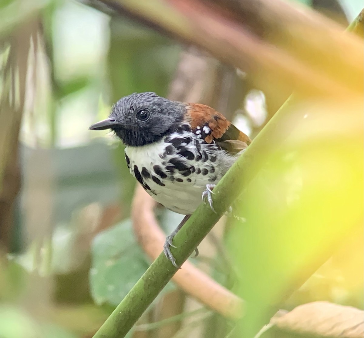 Spotted Antbird - ML290867501