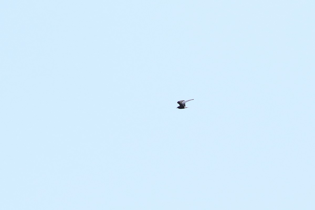 White-winged Tern - ML290867541