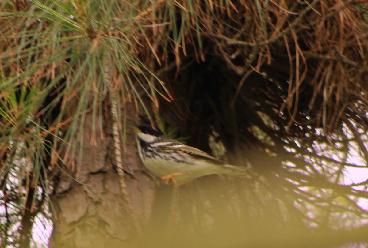 Blackpoll Warbler - Mary Coker