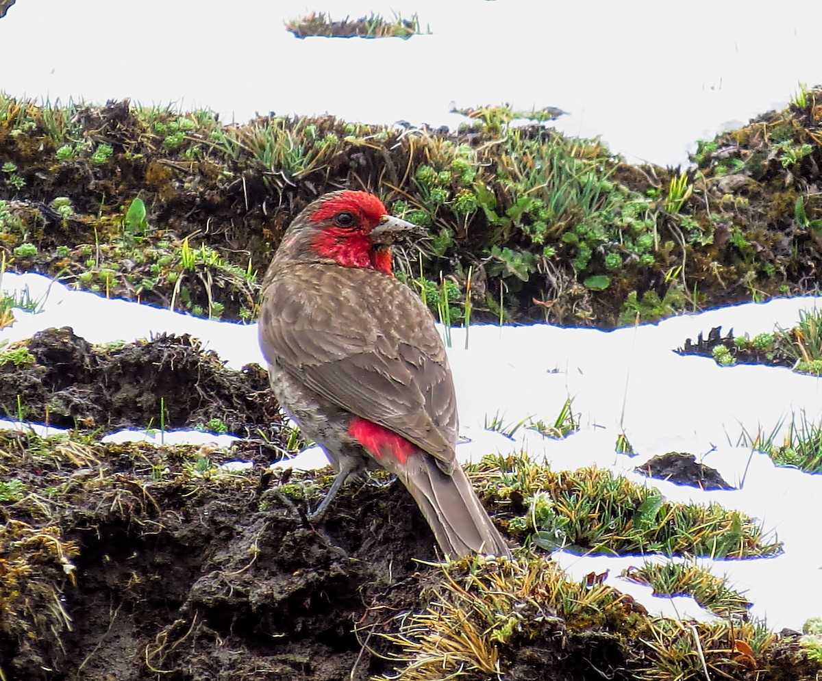 Red-fronted Rosefinch - ML290870551