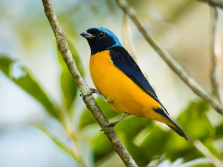  - Golden-rumped Euphonia