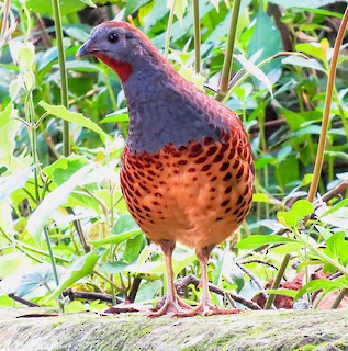 Taiwan Bamboo-Partridge, ML290875231