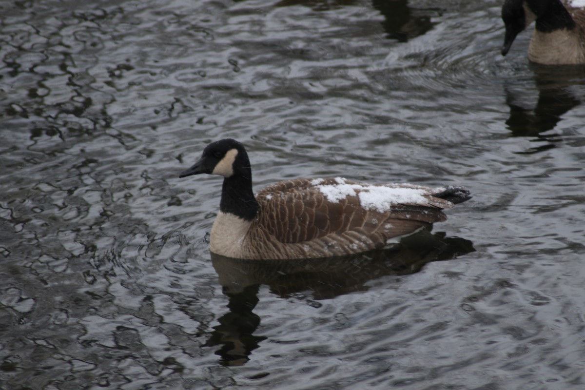 Canada Goose - Chandler Sonafrank