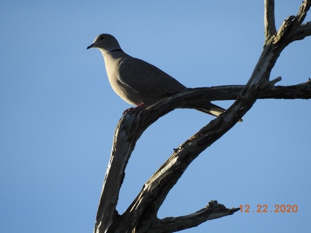 Eurasian Collared-Dove - ML290880971
