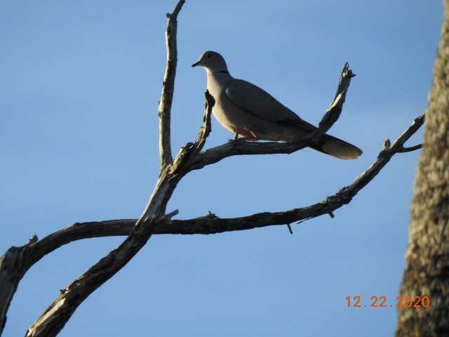 Eurasian Collared-Dove - ML290881091