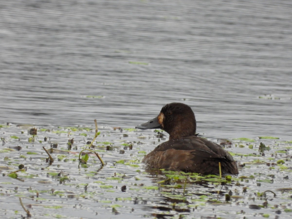 Greater Scaup - ML290882151