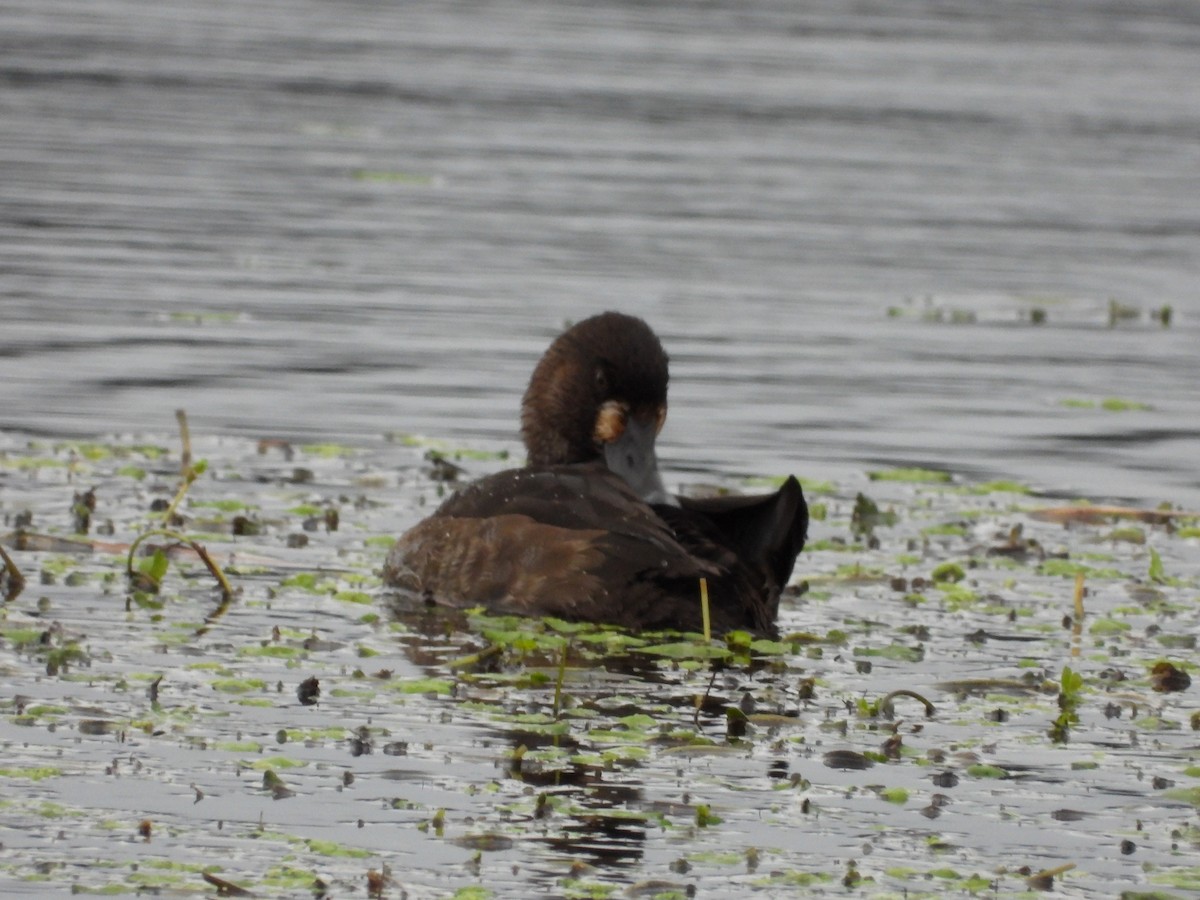 Greater Scaup - ML290882161