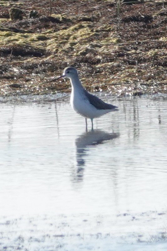 Marsh Sandpiper - ML290891321