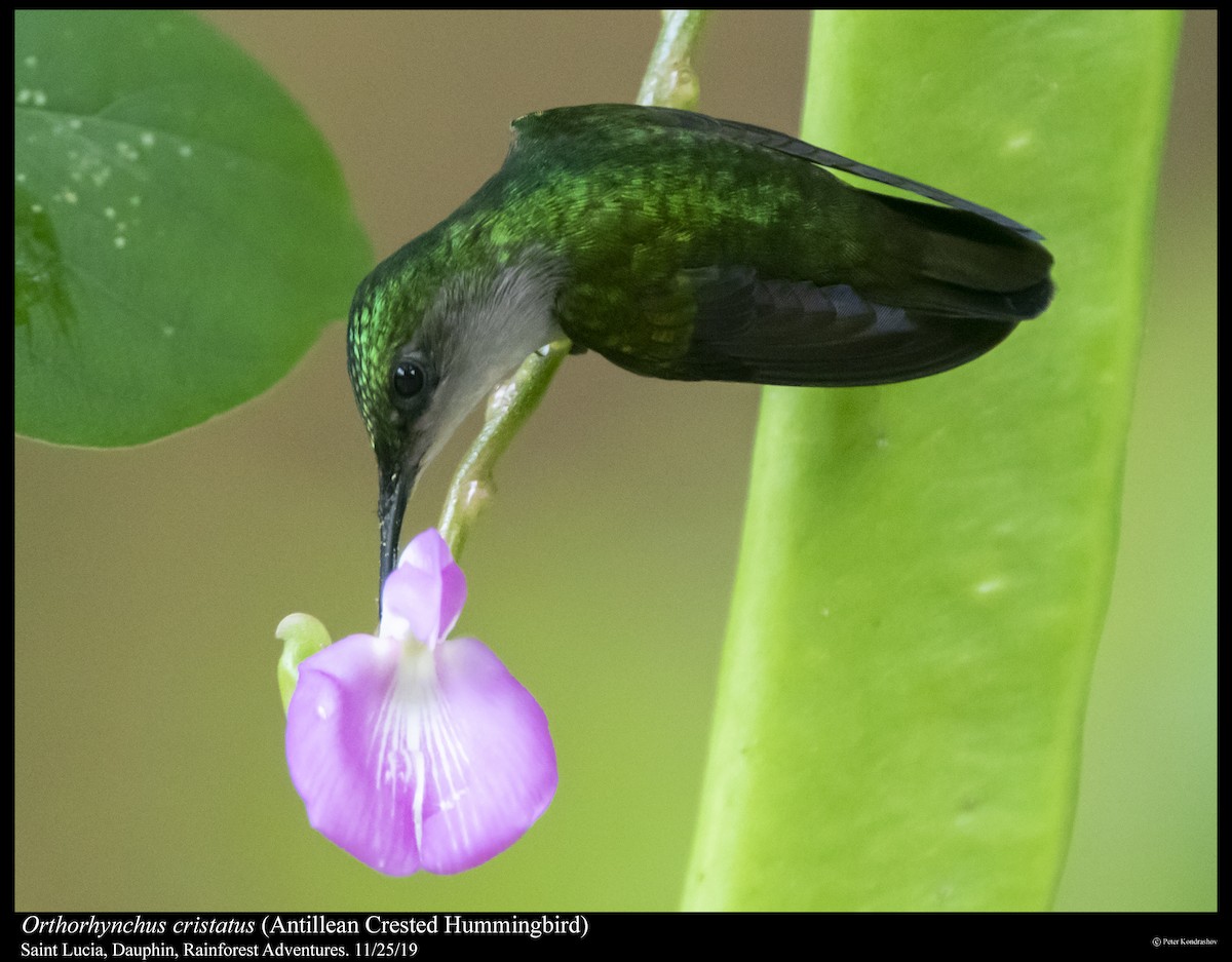 Antillean Crested Hummingbird - Peter Kondrashov