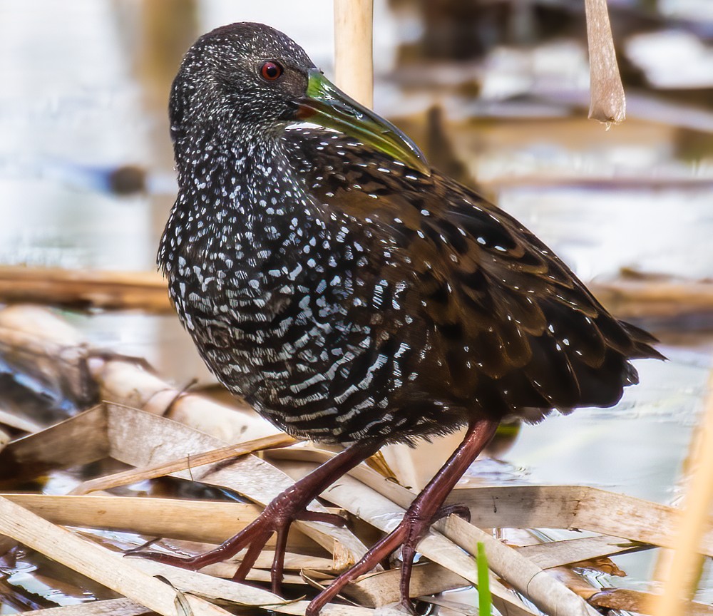 Spotted Rail - ML290908741