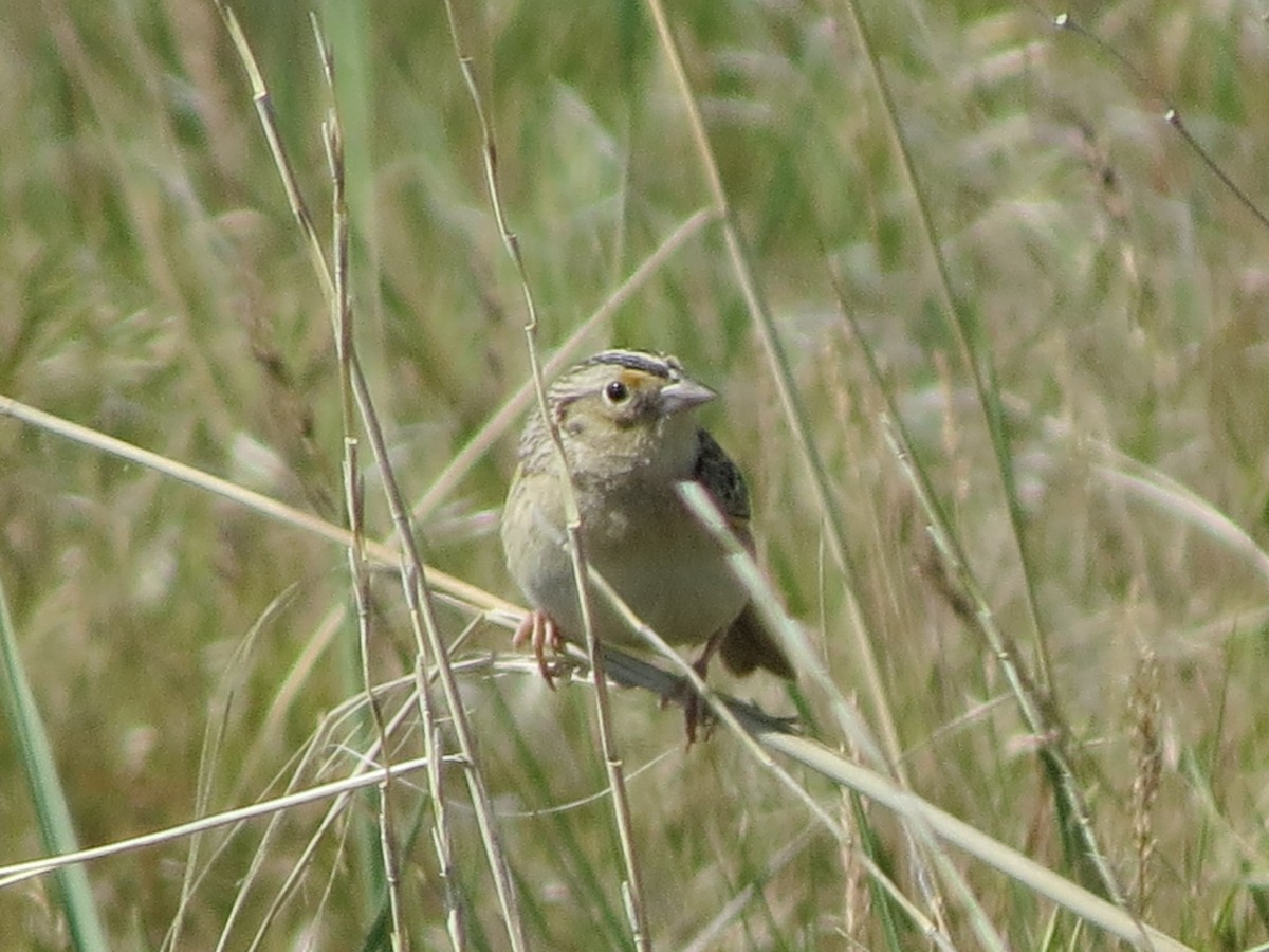 Grasshopper Sparrow - Neldon Kunz