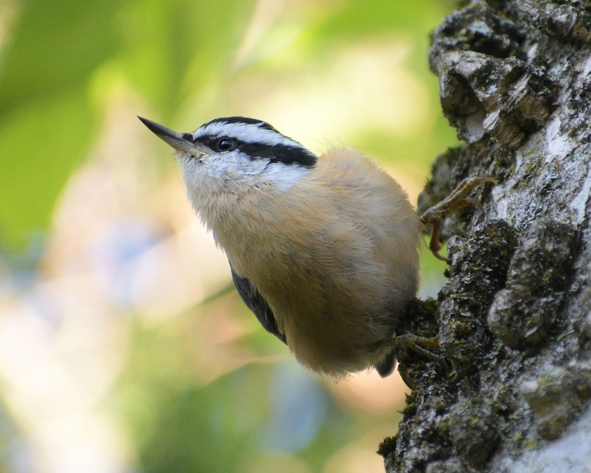 Red-breasted Nuthatch - M Kelly