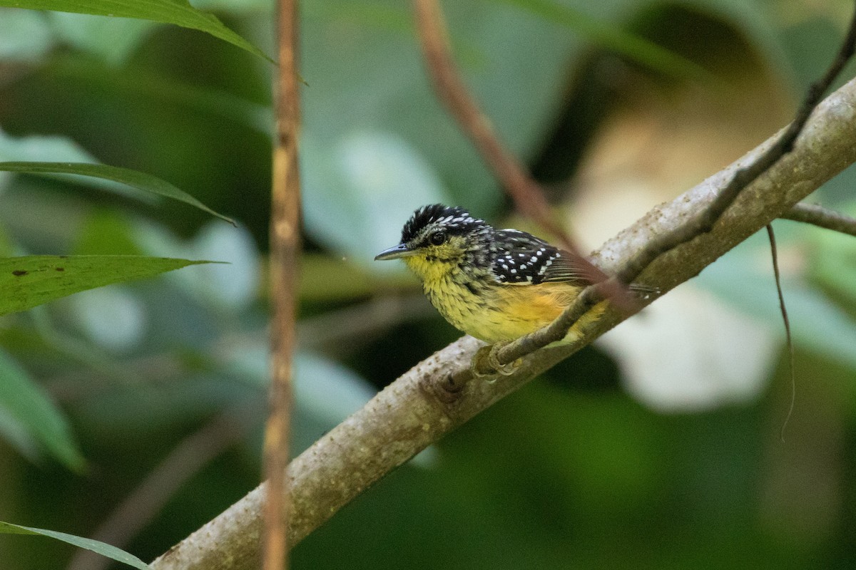 Yellow-breasted Warbling-Antbird - ML290911101