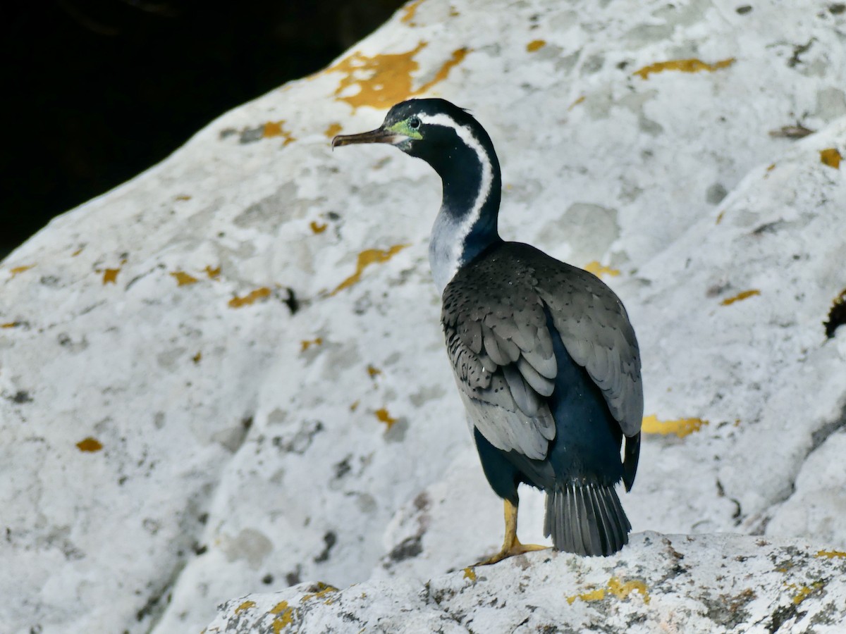 Spotted Shag - ML290913131