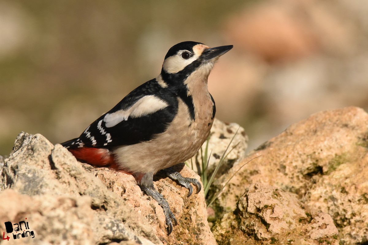 Great Spotted Woodpecker - ML290913831